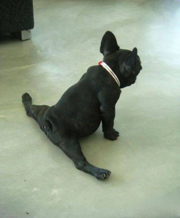 funny-animals-doing-yoga-6.jpg