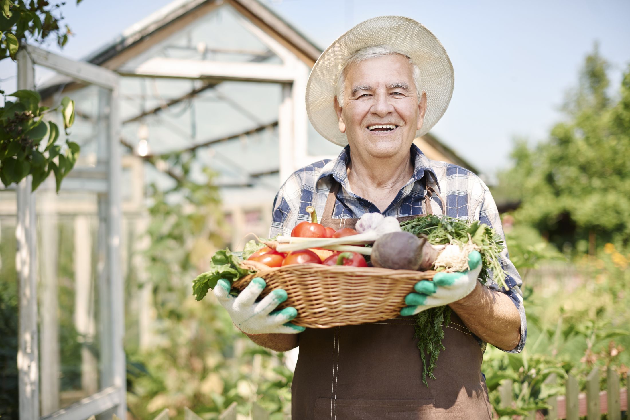 senior-man-working-in-the-field-with-vegetables.jpg