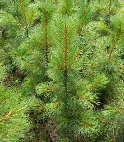 кедр.jpg кедр.jpg