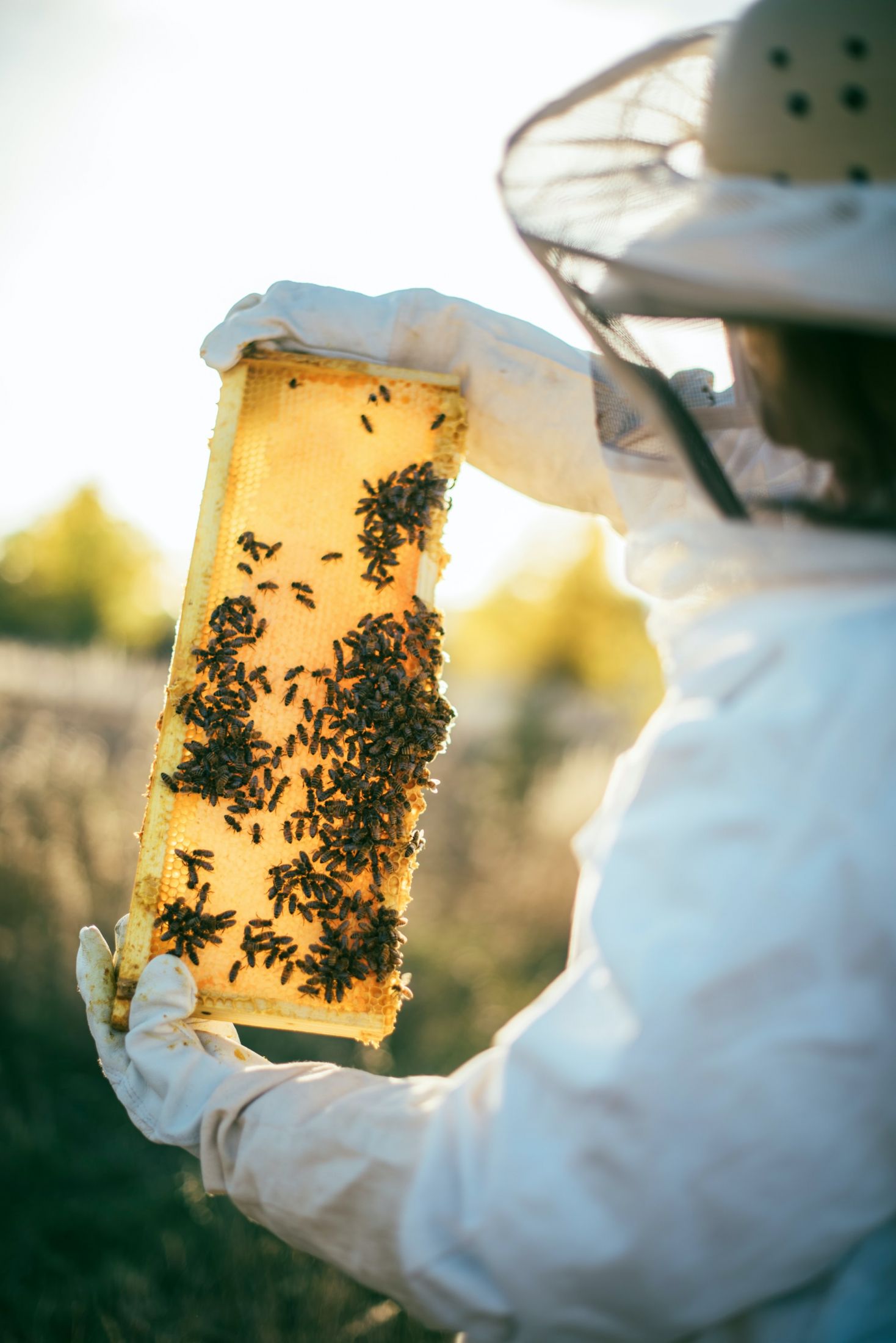 мед, как проверить мед