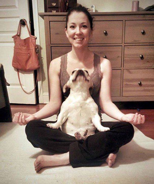 funny-animals-doing-yoga-4.jpg
