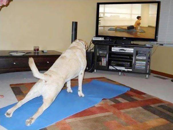 funny-animals-doing-yoga-17.jpg