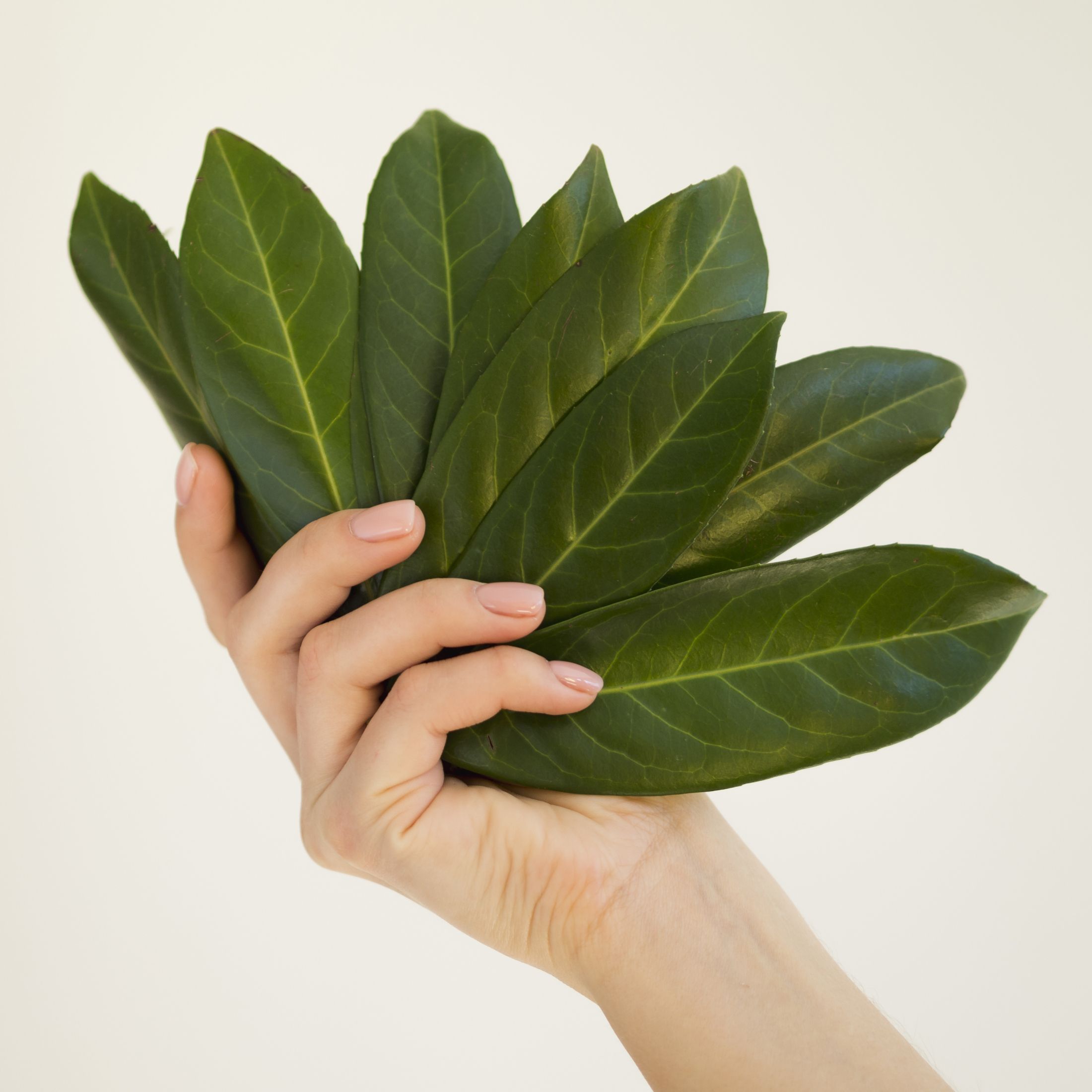 close-up-view-of-hand-holding-a-leaf.jpg