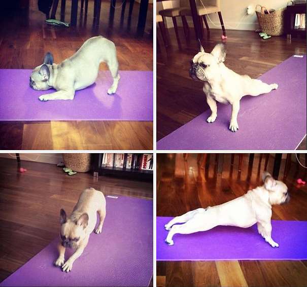 funny-animals-doing-yoga-3.jpg