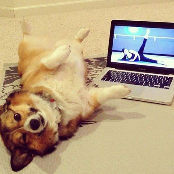 funny-animals-doing-yoga-1.jpg