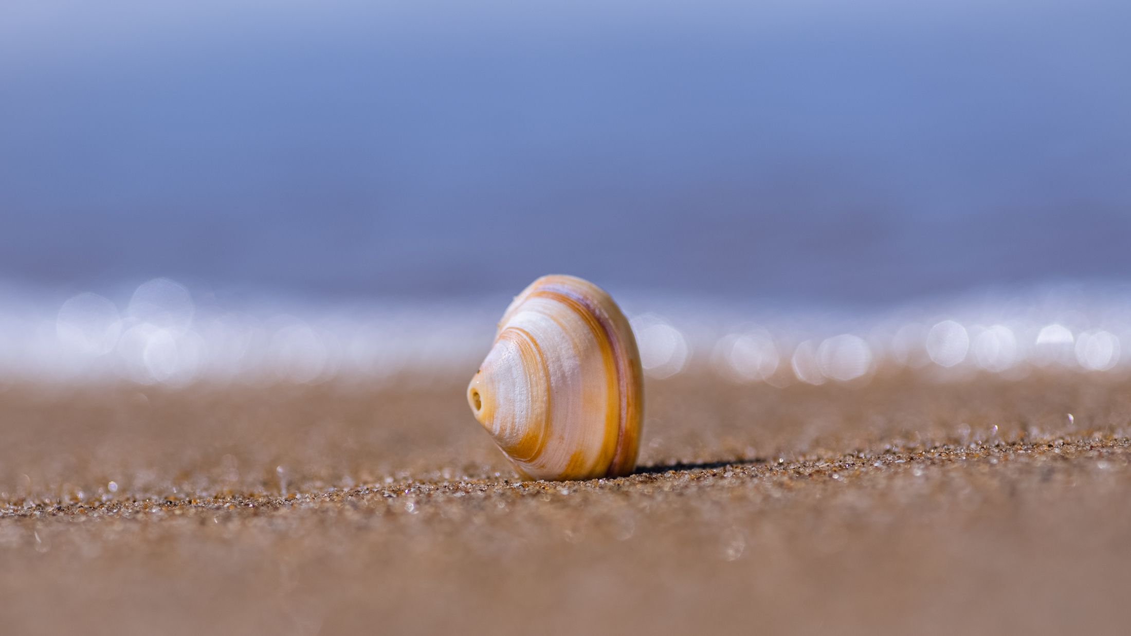 closeup-shot-of-seashell-on-sand.jpg
