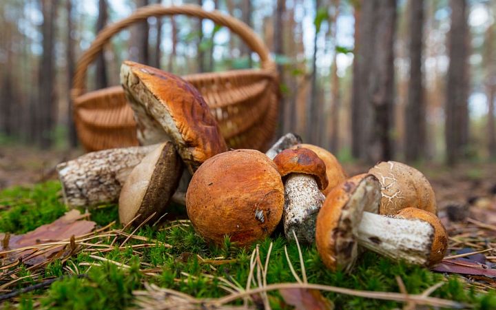 Гид для грибников: как обрабатывать и хранить грибы по всем правилам 