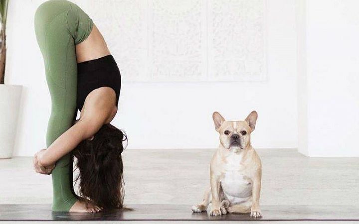 Йога и собачки: 4 умилительных видео