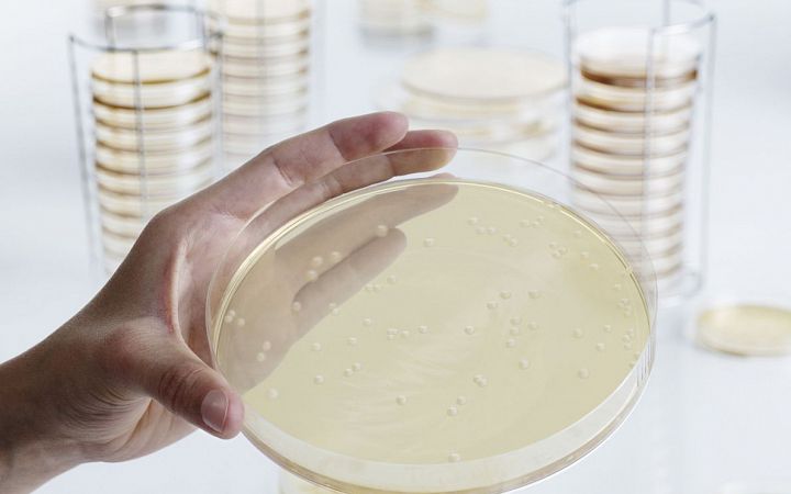 Бактерии в организме: зачем нужны и в чем их особенность